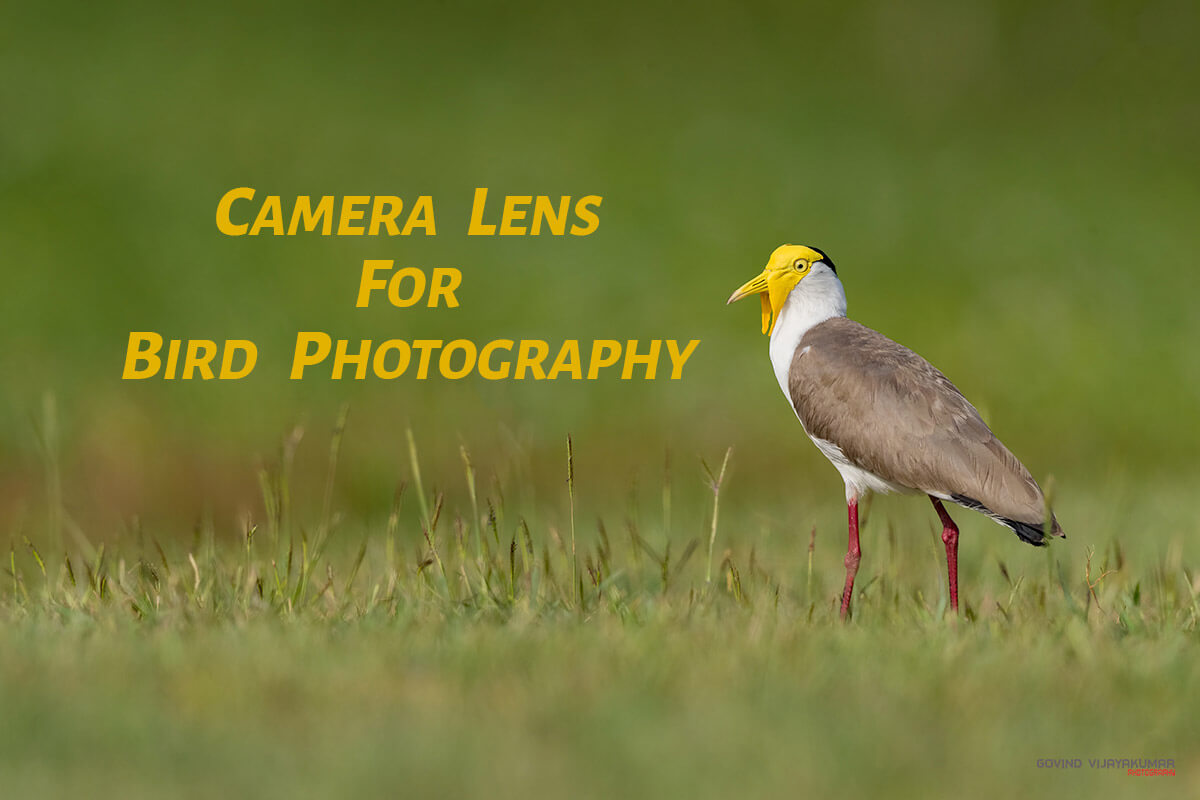 9 Tips for Choosing Camera Lens for Bird Photography
