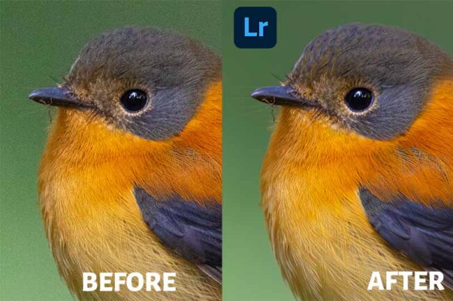Lightroom Denoise AI – Is It Really Good?[Full Tutorial+Review ...