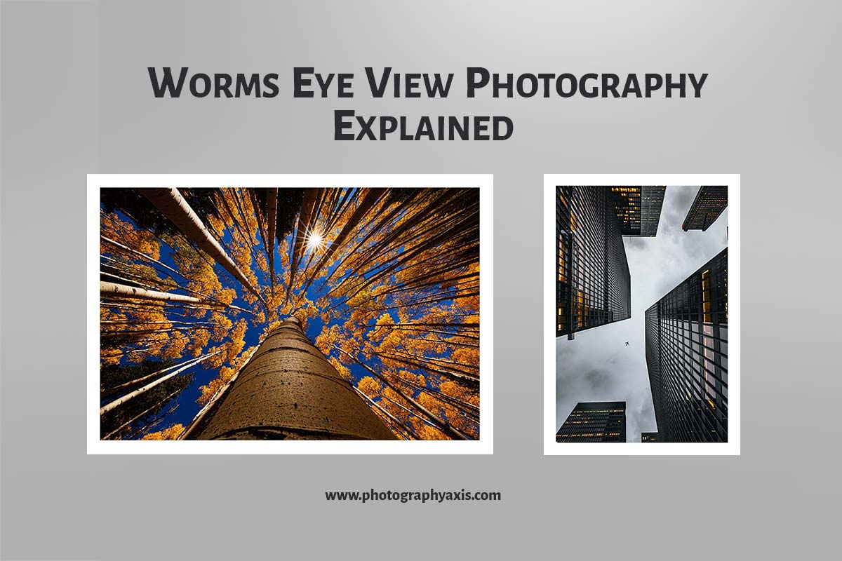 worms eye view photography